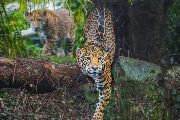 Mooie jonge jaguar — Stockfoto