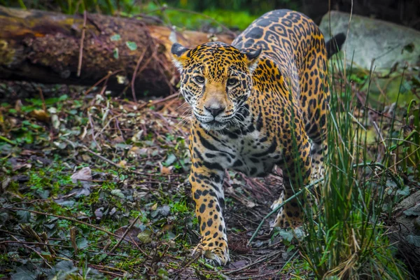 Mooie jonge jaguar — Stockfoto