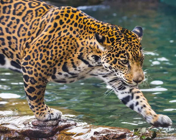 Piękny młody jaguar — Zdjęcie stockowe