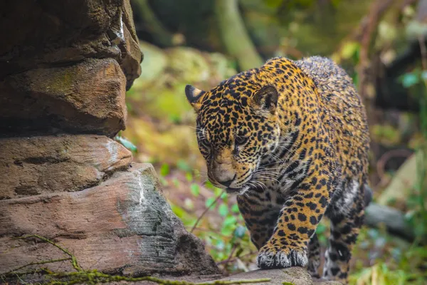 Mooie jonge jaguar — Stockfoto