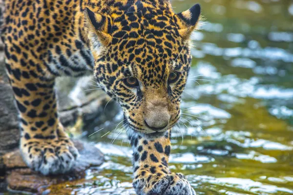 Bela jovem Jaguar — Fotografia de Stock