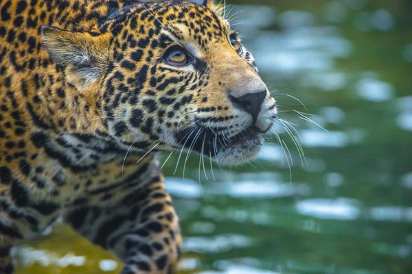 Bella giovane giaguaro — Foto Stock