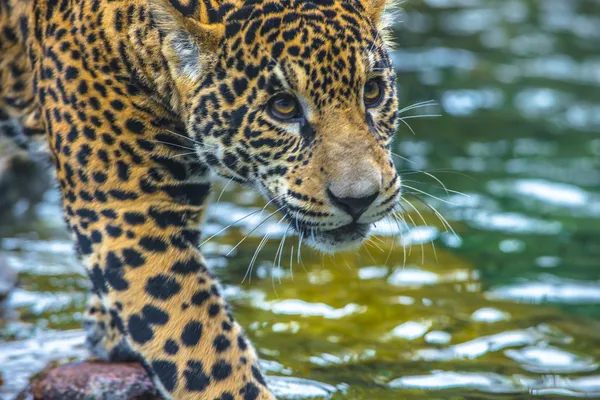 Bela jovem Jaguar — Fotografia de Stock