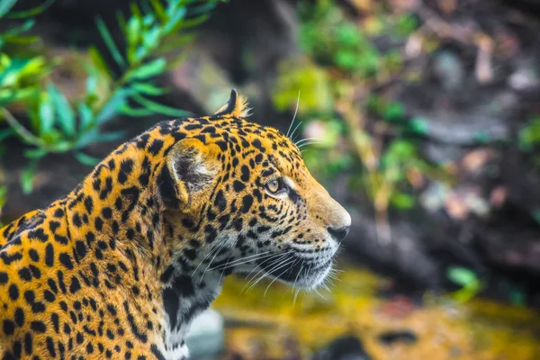 Schöner junger Jaguar — Stockfoto