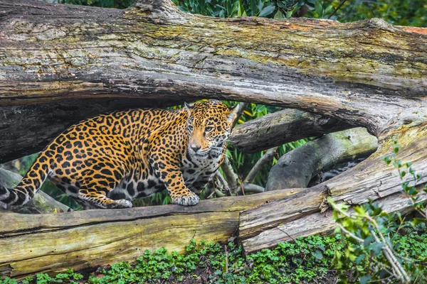 Belle jeune Jaguar — Photo
