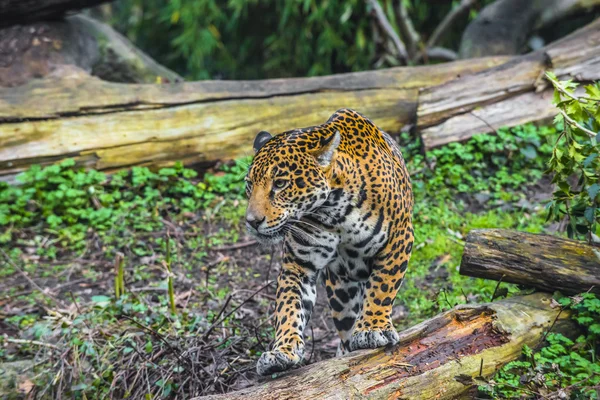 Schöner junger Jaguar — Stockfoto