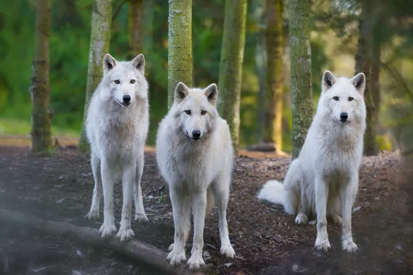 Lobos árticos Imagen de stock