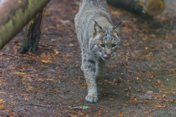 Bobcat. — Fotografia de Stock