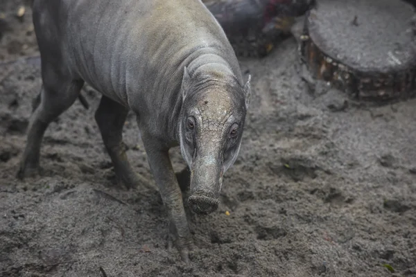 Visayan Warzenschwein — Stockfoto