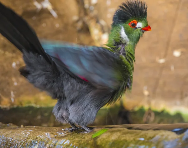 Smukke Turaco Bird tager et bad - Stock-foto