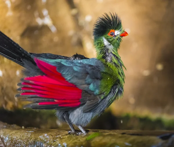 Turaco όμορφο πουλί το μπάνιο — Φωτογραφία Αρχείου