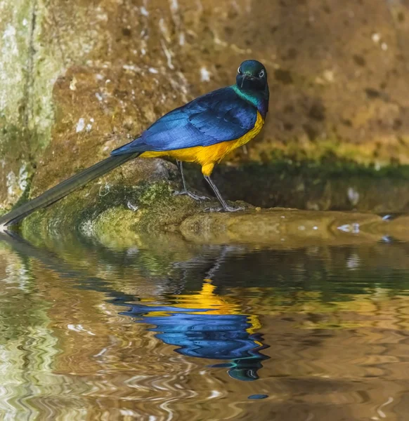 Золотогрудый Starling Lamprotornis regius, также известный как Roya — стоковое фото