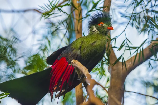 Hermoso pájaro Turaco —  Fotos de Stock