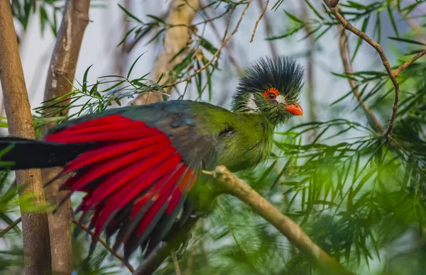 Turaco όμορφο πουλί — Φωτογραφία Αρχείου