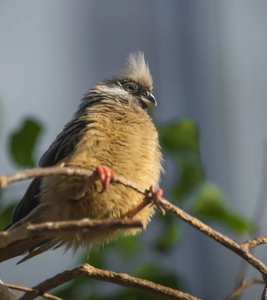 Gefleckter Mausvogel Colius - Striatus — Stockfoto