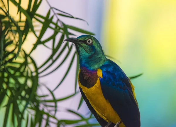 Lamprotornis regius à poitrine dorée, également connu sous le nom de Roya — Photo