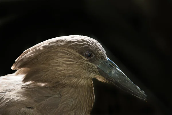 Pássaro de Hamerkop — Fotografia de Stock