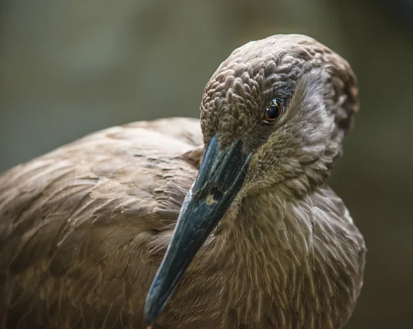 Pássaro de Hamerkop — Fotografia de Stock