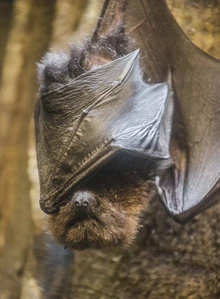 Rodrigues flying fox or Rodrigues fruit bat - Pteropus rodricens — Stock Photo, Image