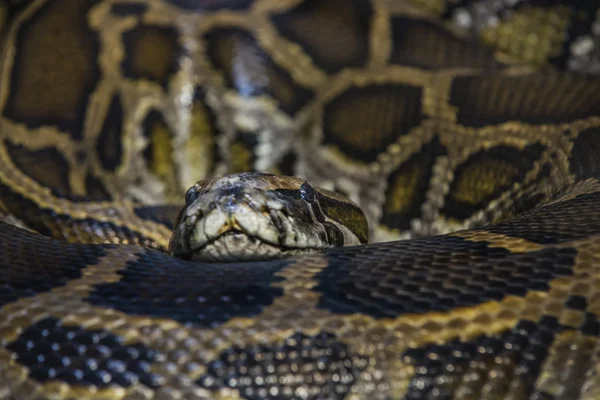 African Rock Python looking towards the camera — Stock Photo, Image