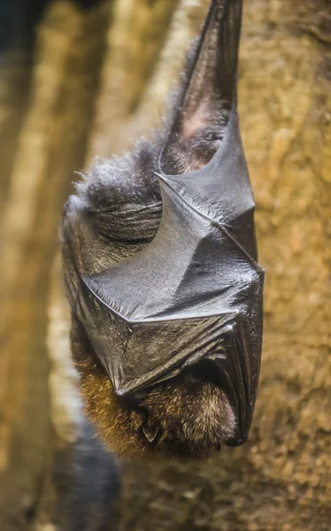 Rodrigues flying fox eller rodrigues frukt fladdermus - pteropus rodricens — Stockfoto