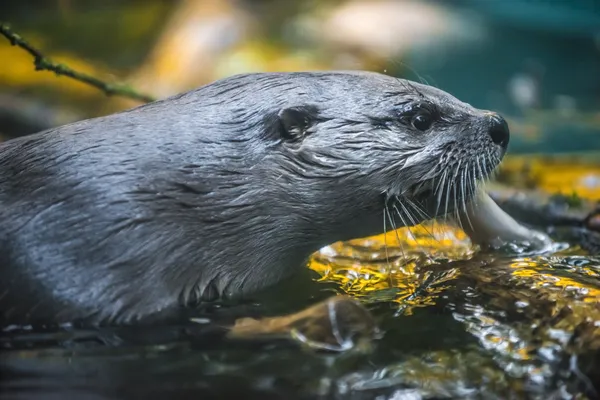 Fischotter — Stockfoto