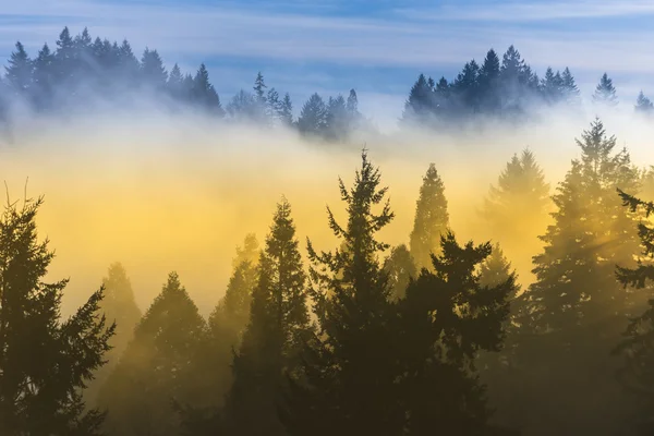 Brouillard épais sur les arbres et ciel bleu — Photo