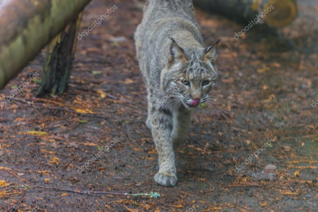 Bobcat animal Stock Photos, Royalty Free Bobcat animal Images | Depositphotos Bobcat animal Stock Photos, Royalty Free Bobcat animal Images | Depositphotos