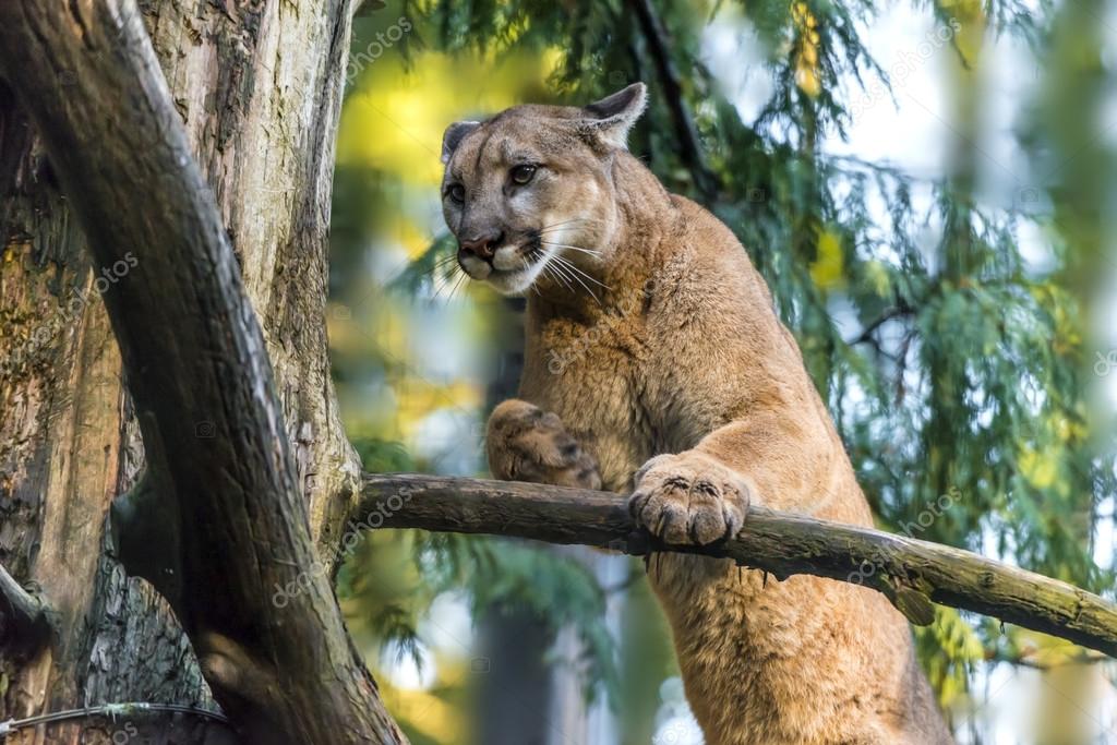 Mountain Lion Stock Photo by ©kwiktor 38133085