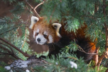 Red Panda in the pine trees clipart