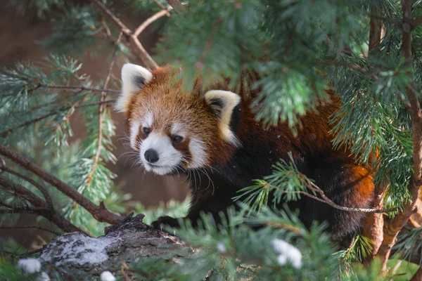 Panda rouge dans les pins — Photo