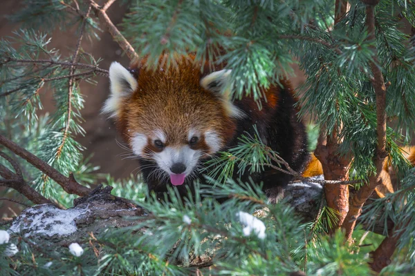 Panda rouge dans les pins — Photo