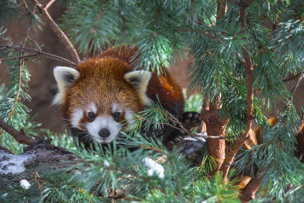 Panda rouge dans les pins — Photo