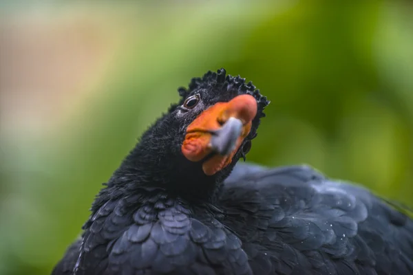 Curassow perturbado — Fotografia de Stock