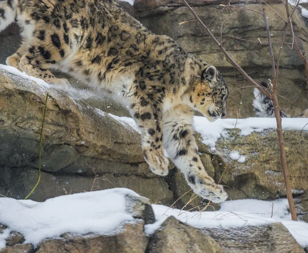 Léopard des neiges — Photo