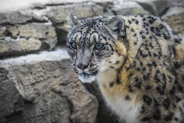 Snow Leopard — Stock Photo, Image