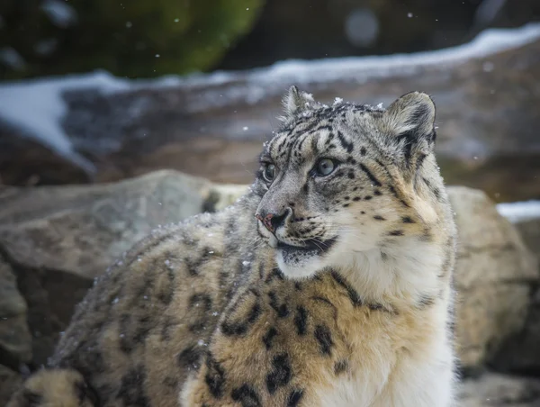 Sněžný leopard — Stock fotografie