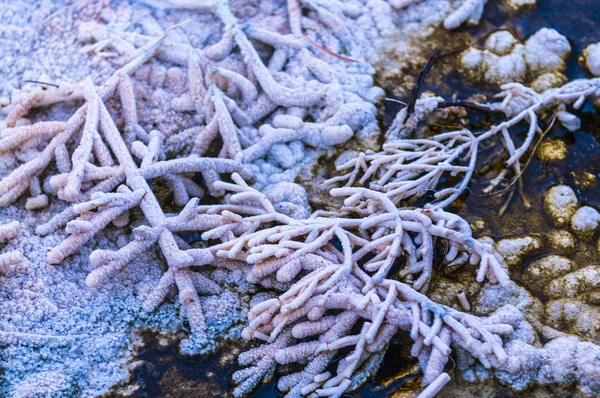 Bacteria Pattern - Yellowstone in Winter — Stock Photo, Image