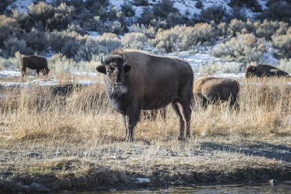 Buffalo selvagem no inverno - Parque Nacional de Yellowstone — Fotografia de Stock