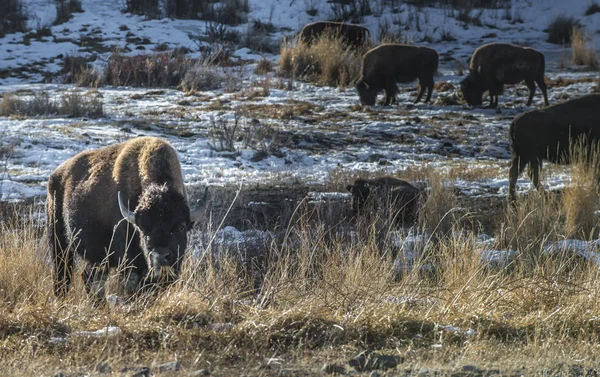 Dzikich bawołów w zimie - park narodowy yellowstone — Zdjęcie stockowe