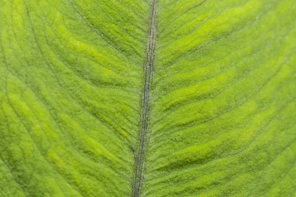 Foglia verde sfondo — Foto Stock