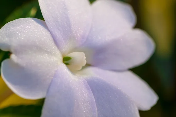 Flor roxa close-up — Fotografia de Stock