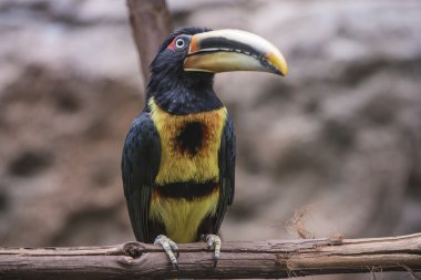 Tepeli aracari