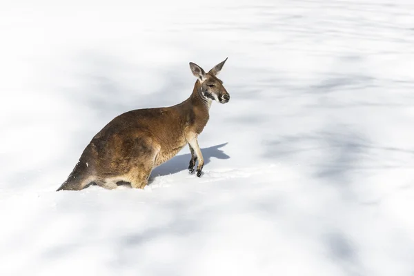 Кенгуру играет на снегу — стоковое фото