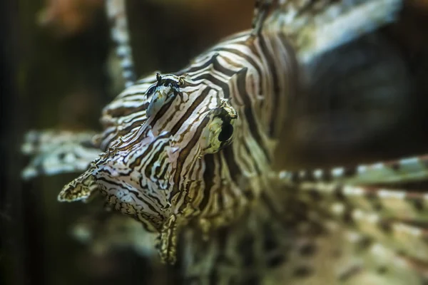 Lion fish - pterois — Stock Photo, Image