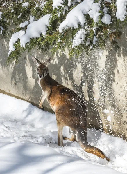 Kangur gry na śniegu — Zdjęcie stockowe