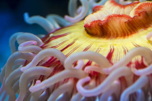 Fish eating anemone — Stock Photo, Image