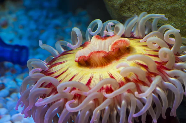 Fish eating anemone — Stock Photo, Image