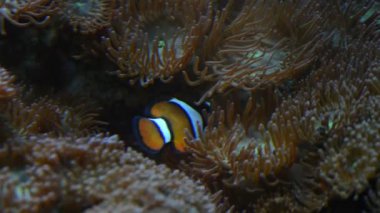 palyaço balığı anemon üzerinde