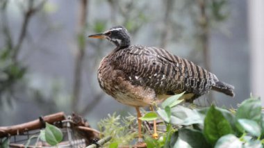 sunbittern kuş çağrı